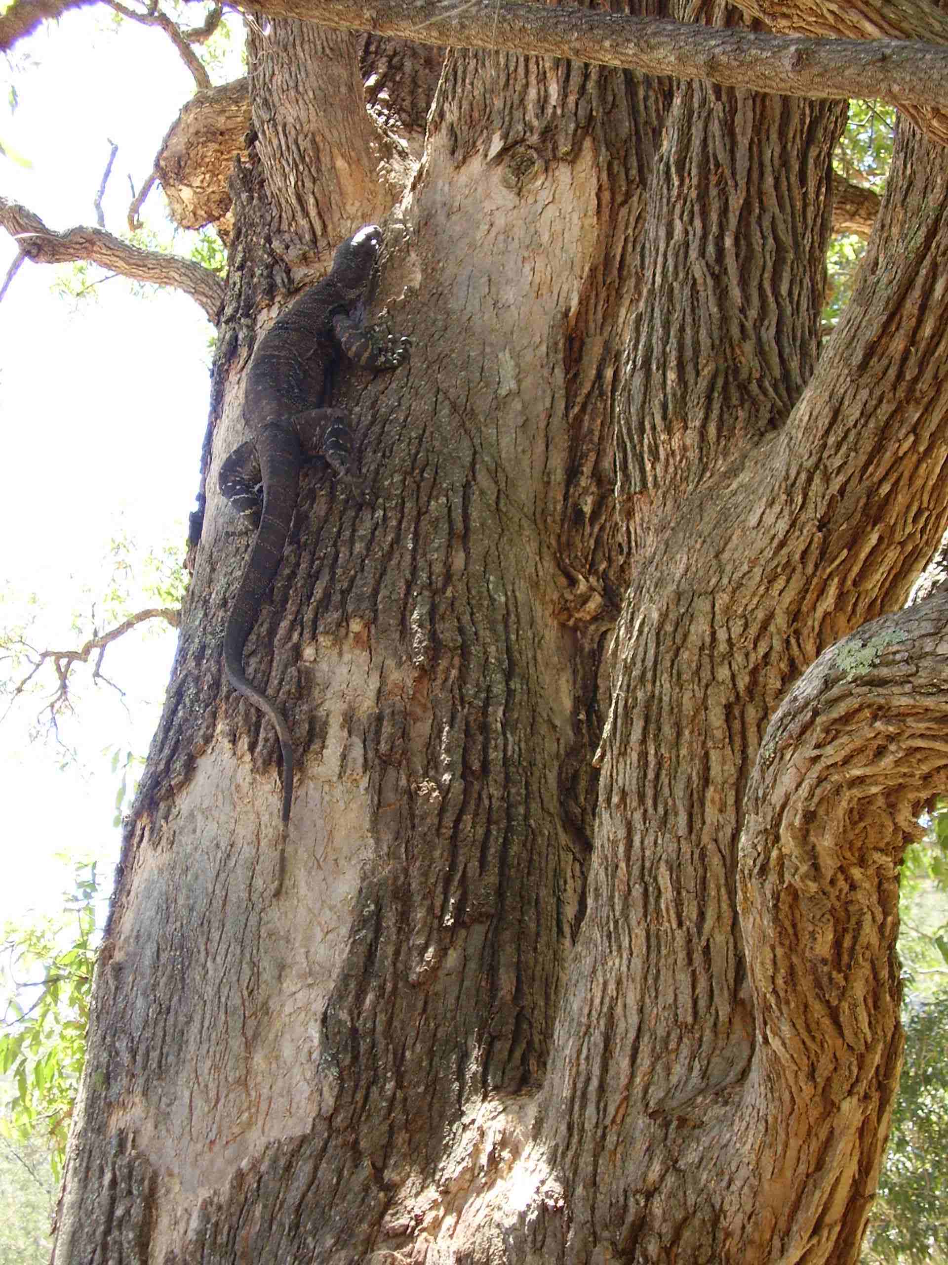 data-cke-245-src=sixfootgoanna.jpg