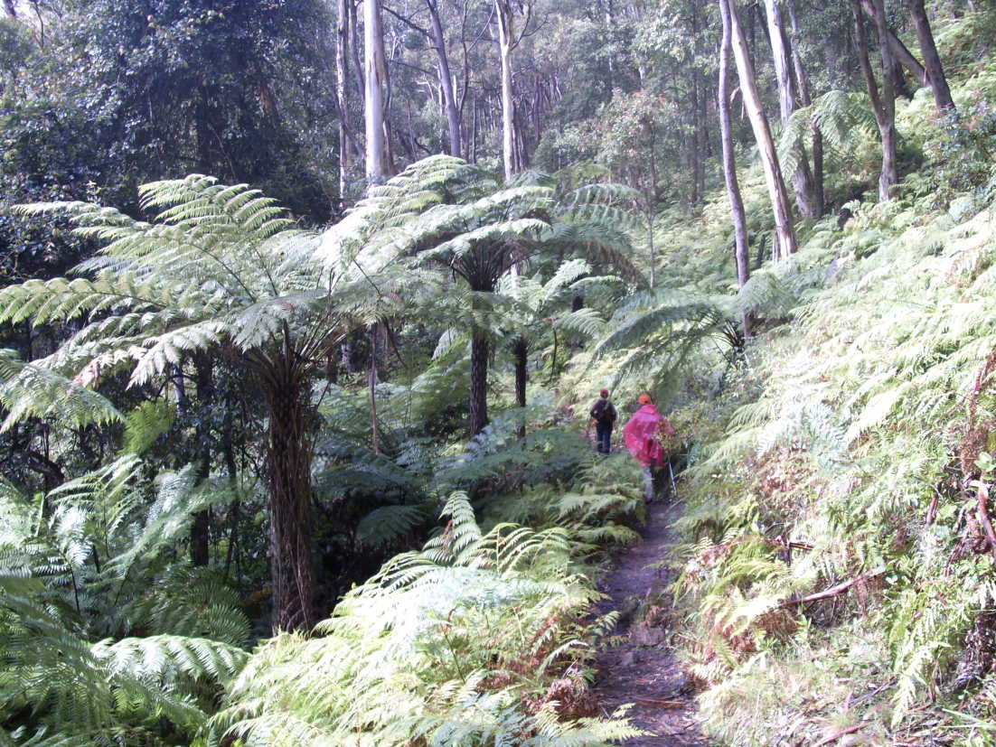 Walking through a fern forest