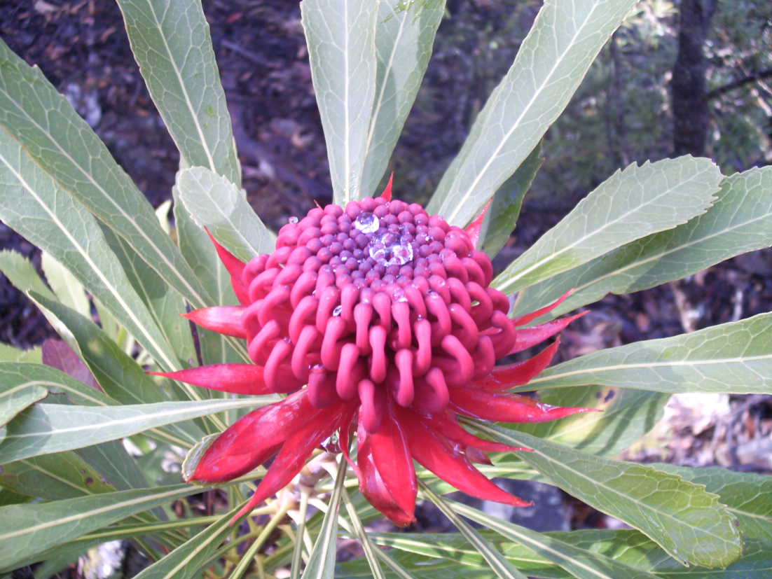 A random flower in the bush
