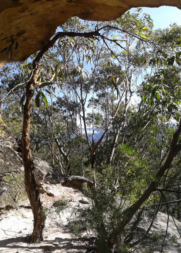 A tree growing under the rock ledge