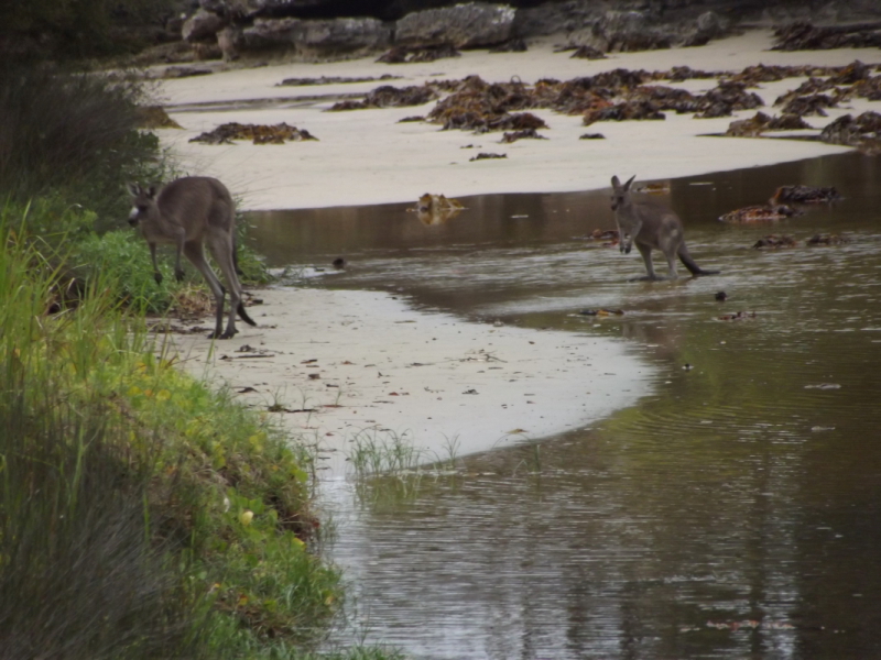 Beach Kangaroos