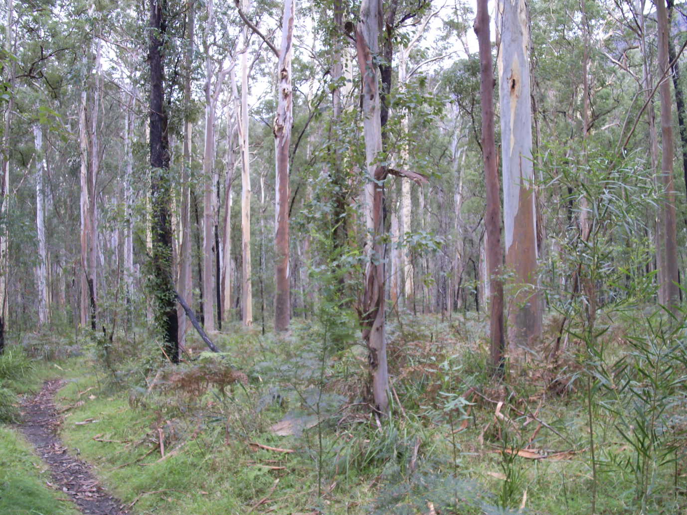 Blue Gum Forest near Acacia Flat