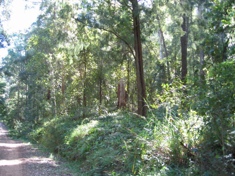 On the fire trail after leaving the track