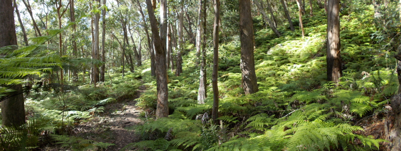 The track leads through a fern forest